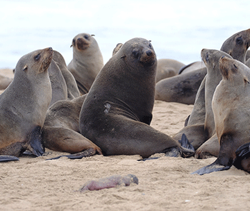 Managing seals not a simple matter – Klazen