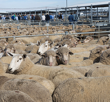 On the hoof livestock  export irks Uerikua…total of 280 000 sheep marketed