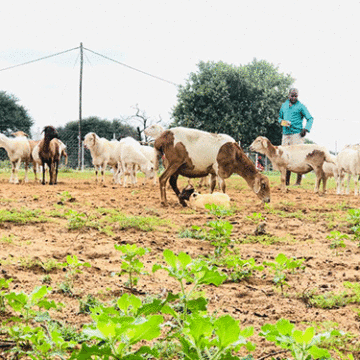 Experimental farming with the Veldmaster …Hoveka cementing his place in farming circles