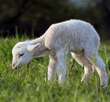 Prevent diseases among your small stock herd