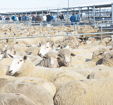 NCA livestock improvement initiative launched