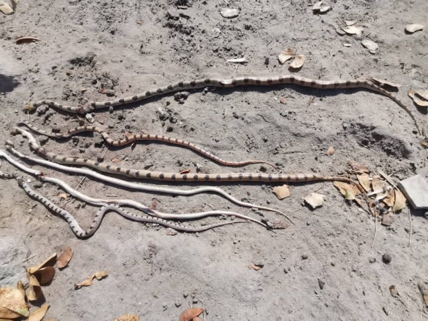 Snakes torment northern teachers