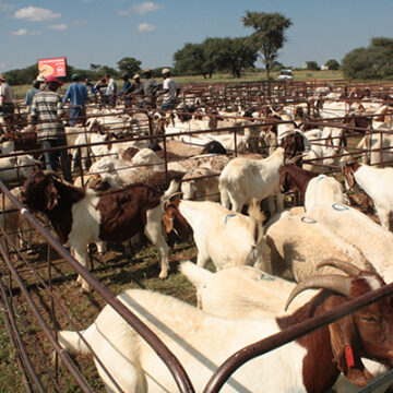 More cattle marketed during October