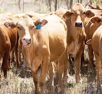 Farmers demand return of stolen cattle