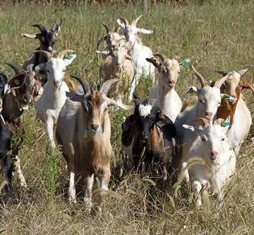 Farmers furious over cattle, timber theft