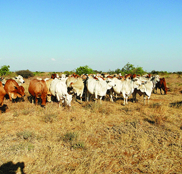 Oshigwana sha taalela uupyakadhi wiimuna tayi yakwa