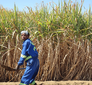 Namibia to tap into sugar plantation