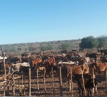 Omaheke farmers welcome livestock support initiative