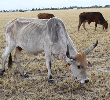 thirst Aaniimuna monooli taya lili ongala