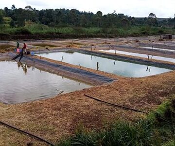 Venturing into freshwater fish farming