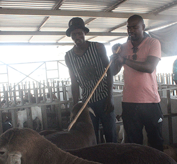 Farmers hail importance of  Okakarara Trade Fair …top breeds on full display