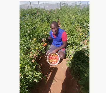 How to grow tomatoes