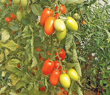 Growing tomatoes: Things to look out for