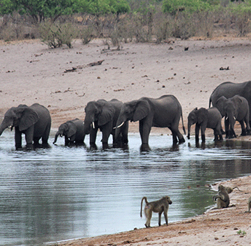 Conservationists warn UK over trophy hunting ban