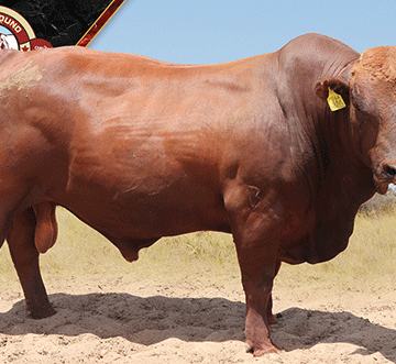 Quality, top genetics at today’s Uhuru auction