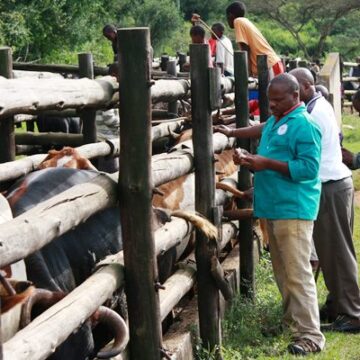 Cattle vaccination calendar