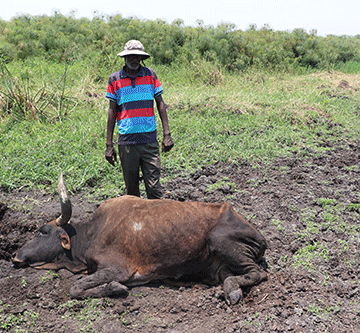 Ikaba cattle farmers: Zambezi veterinary office not proactive