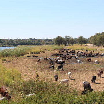 Water vital to livestock’s growth