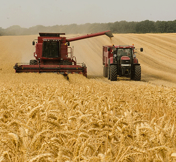 wheat Trade dynamics to influence Africa wheat availability
