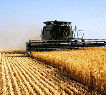 High input costs threaten wheat farmers