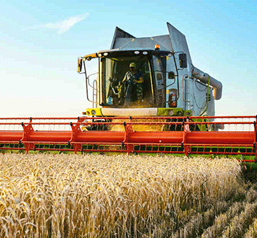 46% of wheat producers lack access to market …Kunene, Erongo most affected