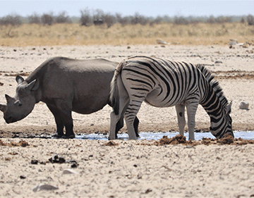 Ombudsman lashes Govt on human-wildlife conflict 