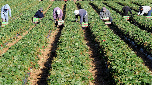 7cf5184f 0f86 4a38 8049 6948bf7c9c69 original Agribank leads in agricultural transformation and inclusivity