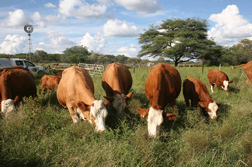 Agribank advances N$284m loans  …records surplus of N$49.5 million