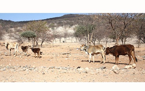 Agribank slams high interest rate as drought looms