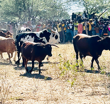 Angola rescues northern livestock farmers