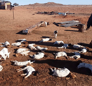 aus farmer Aus farmer counts losses … as southern cold front kills over 150 goats, sheep