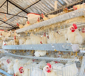 Jossop commits to reviving Berseba food project