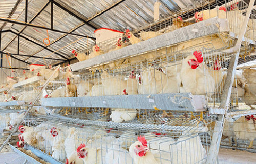 Jossop commits to reviving Berseba food project