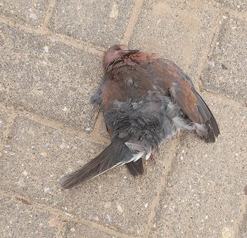 Bird flu: Poultry imports okay for now