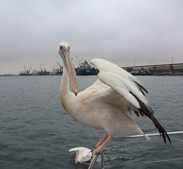 Avian flu kills 200 birds 