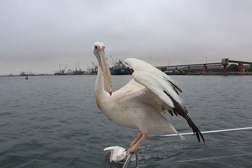 Avian flu kills 200 birds 