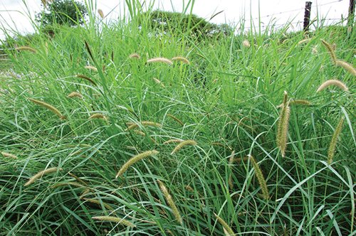 blue buffalo Benefits of reintroducing valuable perennial grasses