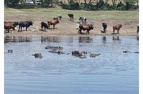 Inside Botswana’s international hunting windfall