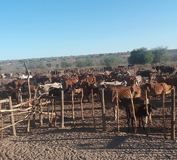 budget shortfall N$600m drought relief budget shortfall worries farmers