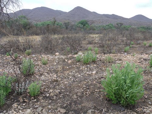 Bush encroachment wrecks 45 million hectares