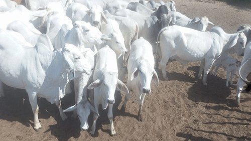 Marenga’s love for white Brahman bears fruit