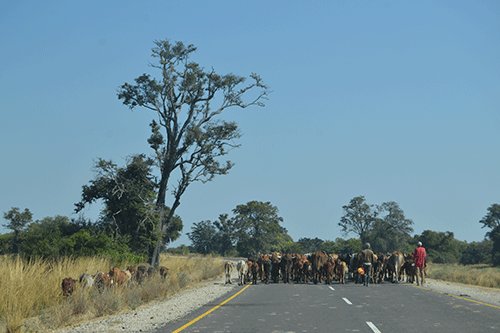 Livestock theft rampant in Kabbe North