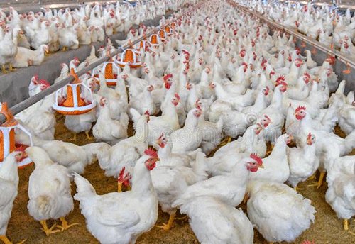 The fundamentals of egg production