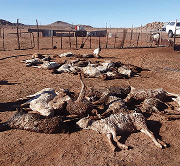 cold 2 Extreme cold causes havoc in //Kharas