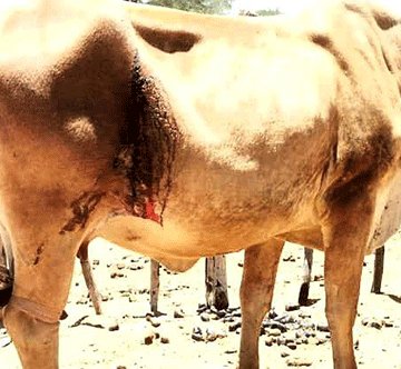 cow 1 Omukifi weembulwa wa tukuka mOshikoto