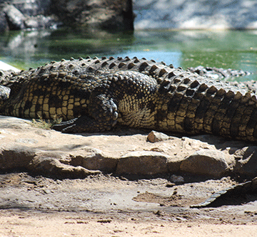 40 crocs to go under the hammer