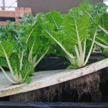 Crop producers face market access challenges