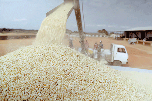 crop Insufficient rainfall leads to low crop production