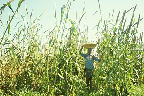 Using chemical remedies in crop production