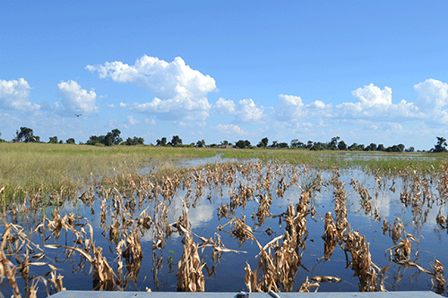 Kabbe farmers fear famine…as floods decimate crop fields